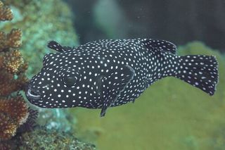 Spotted Pufferfish (Arothron meleagris) — fish identification chart photo