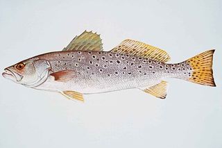 Spotted Seatrout (Cynoscion nebulosus) — Florida fish identification photo