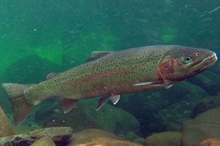 Steelhead (Oncorhynchus mykiss) — salmon identification photo