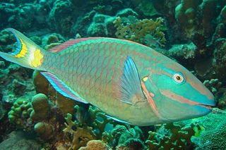 Stoplight Parrotfish (Sparisoma viride) — Caribbean fish identification photo