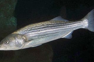 Striped Bass (Morone saxatilis) — saltwater fish identification photo