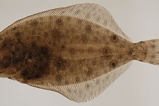 Summer Flounder (Paralichthys dentatus) — saltwater fish identification photo