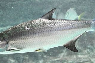 Tarpon (Megalops atlanticus) — Caribbean fish identification photo
