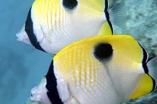 Teardrop Butterflyfish (Chaetodon unimaculatus)