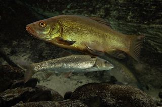 Tench (Tinca tinca) — freshwater fish identification photo