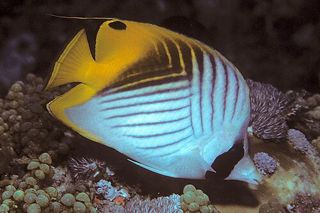 Threadfin Butterflyfish (Chaetodon auriga)