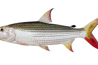 Tigerfish (Hydrocynus vittatus) — freshwater fish identification photo