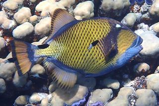 Titan Triggerfish (Balistoides viridescens) — fish identification chart photo