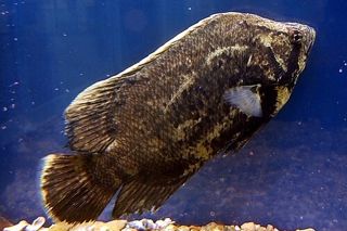 Tripletail (Lobotes surinamensis) — Florida fish identification photo