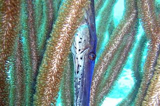 Trumpetfish (Aulostomus maculatus) — Caribbean fish identification photo