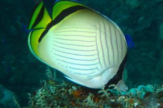 Vagabond Butterflyfish (Chaetodon vagabundus)
