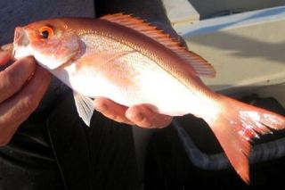 Vermilion Snapper (Rhomboplites aurorubens) — Gulf of Mexico fish identification photo