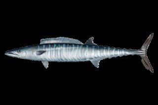 Wahoo (Acanthocybium solandri) — fish identification chart photo