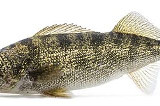 Walleye (Sander vitreus) — freshwater fish identification photo