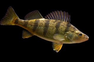 Yellow Perch (Perca flavescens) — freshwater fish identification photo