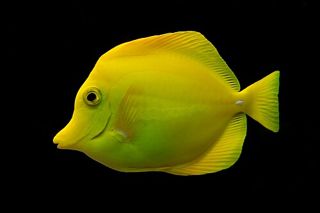 Yellow Tang (Zebrasoma flavescens) — reef fish identification photo