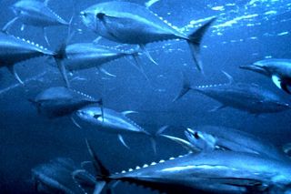 Yellowfin Tuna (Thunnus albacares) — fish identification chart photo