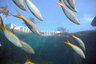 Yellowtail Snapper (Ocyurus chrysurus) — Caribbean fish identification photo