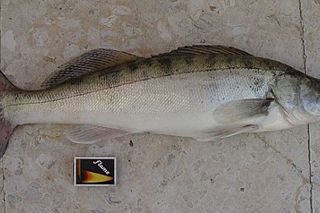 Zander (Sander lucioperca) — freshwater fish identification photo
